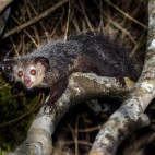 Aye-aye in Madagascar.