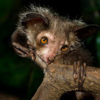Aye-aye in Madagascar.