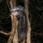 Aye-aye in Madagascar.