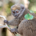 Northern bamboo lemur in Masoala National Park, Madagascar