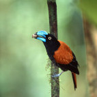 Helmet vanga in Masoala National Park, Madagascar.