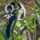 Black-and-white ruffed lemur in Madagascar
