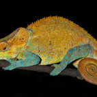Blue-legged chameleon in Madagascar