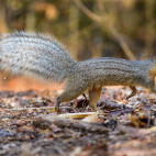 Boky-boky in Madagascar.