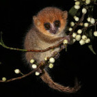 Brown mouse lemur in Ranomafana, Madagascar
