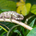 Panther chameleon in Masoala National Park, Madagascar