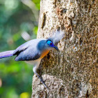 Crested coua in Madagascar