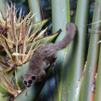 Crossley's dwarf lemur in Madagascar