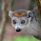 Crowned lemur in Madagascar