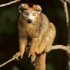 Crowned lemur in Madagascar.