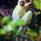 Decken's sifaka in Madagascar.