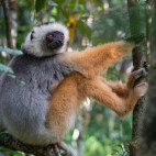 Diademed sifaka in Madagascar.