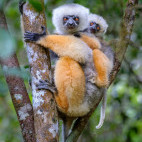 Diademed sifaka in Madagascar.