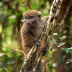 Eastern lesser bamboo lemur in Madagascar
