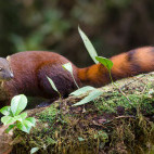 Eastern ring-tailed vontsir in Madagascar.