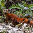 Eastern ring-tailed vontsir in Madagascar.