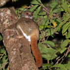 Eastern woolly lemur in Madagascar
