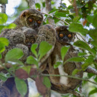 Eastern woolly lemur in Marojejy National Park, Madagascar.