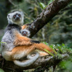 Diademed sifaka carrying infant in Madagascar.