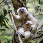 Silky safaka in Marojejy National Park, Madagascar.