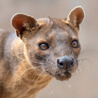 Fosa in Madagascar