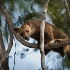 Fosa in Madagascar.