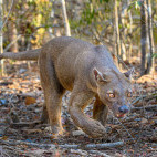 Fosa in Madagascar.