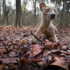 Fosa in Madagascar.