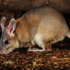 Giant jumping rat in Madagascar.