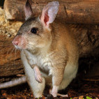 Giant jumping rat in Madagascar.