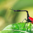 Giraffe weevil (trachelophorus giraffa) in Andasibe National Park, Madagascar