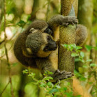 Golden bamboo lemur in Madagascar
