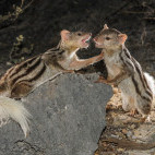 Grandidier's vontsira in Madagascar.