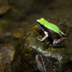 Green-backed mantella frog in Marjojejy National Park, Madagascar.