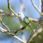 Grey-headed lovebird in Madagascar
