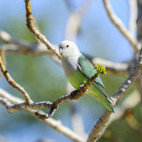 Grey-headed lovebird in Madagascar