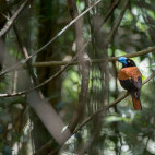 Helmet vanga in Marojejy National Park, Madagascar.