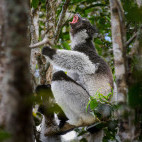 Indri in Madagascar.