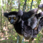 Indri in Madagascar