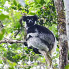 Indri lemur in Andasibe National Park, Madagascar