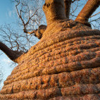 Bottle baobab in Tsimanampetsotsa National Park, Madagascar.