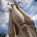 Giant pachypodium in Tsimanampetsotsa National Park, Madagascar.