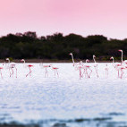 Greater flamingo in Tsimanampetsotsa National Park, Madagascar.