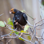 Greater vosa parrot in Tsimanampetsotsa National Park, Madagascar.