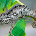 Large male oustalets chameleon in Zombitse National Park, Madagascar.