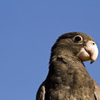 Lesser vasa in Madagascar