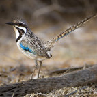 Long-tailed ground roller in Spiny Forest, Madagascar.