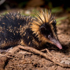 Lowland streaked tenrec in Madagascar.
