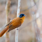 Madagascar paradise flycatcher
