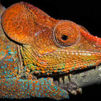 Male cryptic chameleon in Madagascar